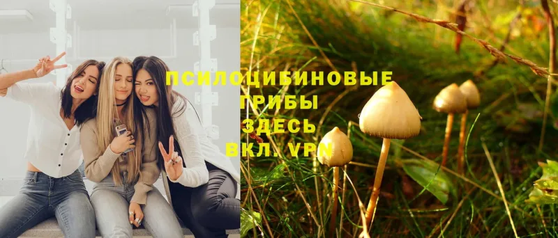 Псилоцибиновые грибы Psilocybine cubensis  Электрогорск 